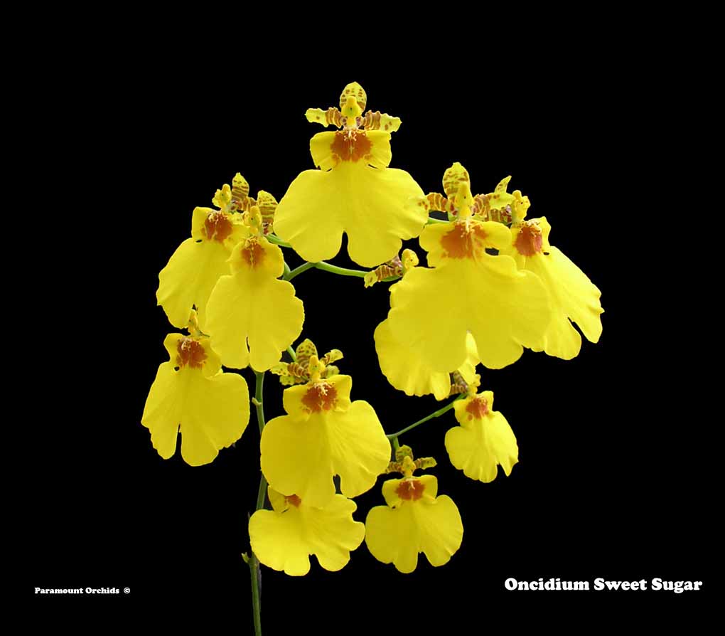 Oncidium Intergenerics Oncidium thru Z